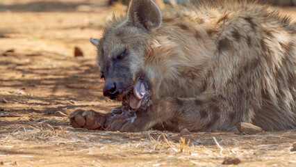 Close up of spotted hyena, Kgalagadi Transfrontier Park, South Africa