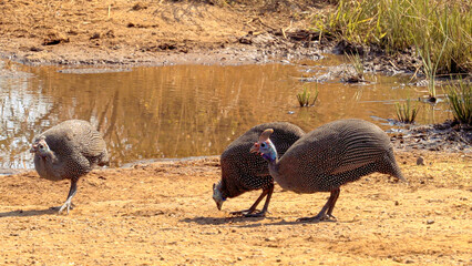 Helmeted guineafowl in Kruger National Park, South Africa