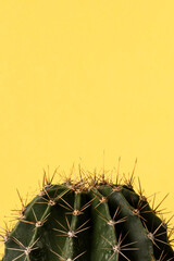 Close up view of green barrel cactus, against yellow background with space for text
