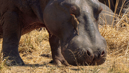 Hippos relaxing in Kruger National Park, South Africa