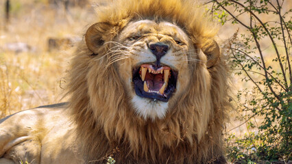 Close up of roaring lion, Kruger National Park, South Africa