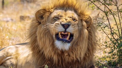 Close up of roaring lion, Kruger National Park, South Africa