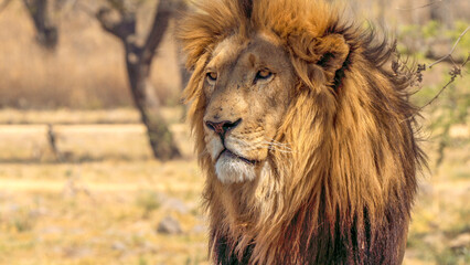 Close up of a lion, Kruger National Park, South Africa