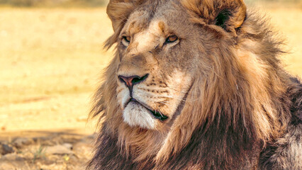 Close up of a lion, Kruger National Park, South Africa