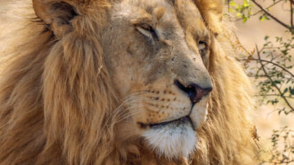 Close up of a lion, Kruger National Park, South Africa