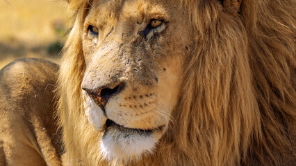 Close up of a lion, Kruger National Park, South Africa