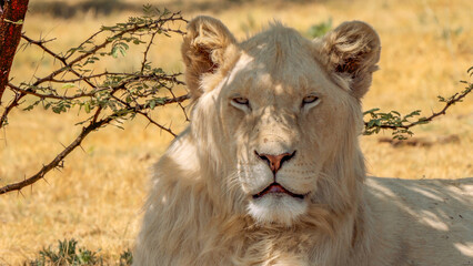 Close up of white lion, Kruger National Park, South Africa