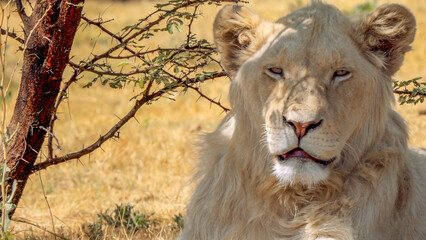 Close up of white lion, Kruger National Park, South Africa