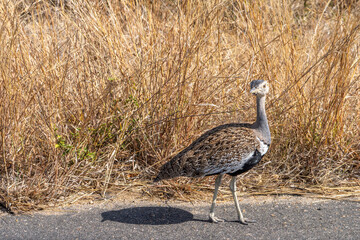 Red crested korhaan in Kruger National Park, South Africa