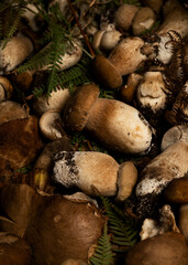 Freshly picked porcini mushrooms, quantity of edible mushrooms, food background, concept of healthy genuine food ingredients
