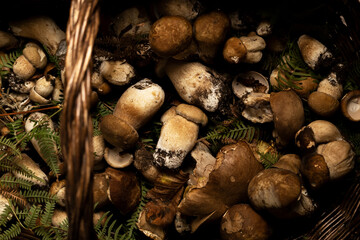 Freshly picked porcini mushrooms, quantity of edible mushrooms, food background, concept of healthy genuine food ingredients

