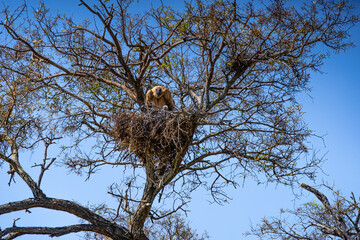 Cape vulture, or Cape griffon, Kruger National Park, South Africa