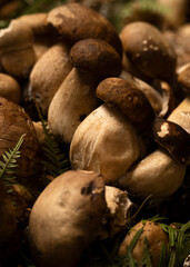 Freshly picked porcini mushrooms, quantity of edible mushrooms, food background, concept of healthy genuine food ingredients
