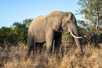 Obraz premium Close-up of an elephant, South Africa