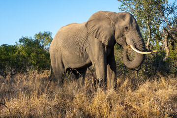 Fototapeta premium Close-up of an elephant, South Africa