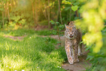 Lynx, a large wild cat, walks along a forest path on a sunny summer day. Animal protection, ecology and environmental issues.