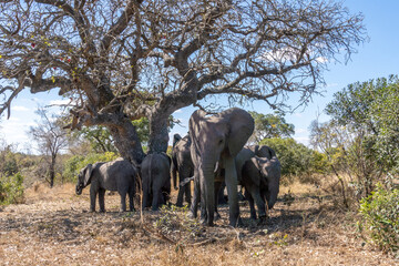 Fototapeta premium Elephants in Kruger National Park, South Africa