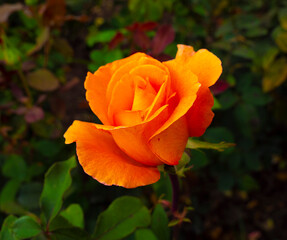 Rose blooming in autumn.
The photo was taken in autumn in a city park.

