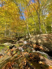 Spectacular fall autumn foliage colors dominate this long expsure water flowing nature scene