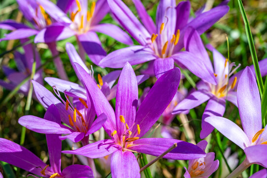 anticancer, autumn, autumn colchicum active, autumn flower, autumnal, bulb, bulbs, colchicacea, colchicine, colchicum, colchicum autumnale, color, colors, deadly, flower, flowers, lilac, macro, nature