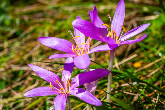 anticancer, autumn, autumn colchicum active, autumn flower, autumnal, bulb, bulbs, colchicacea, colchicine, colchicum, colchicum autumnale, color, colors, deadly, flower, flowers, lilac, macro, nature
