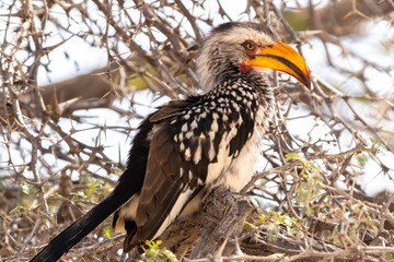 Southern yellow billed hornbill, Kgalagadi Transfrontier Park, South Africa