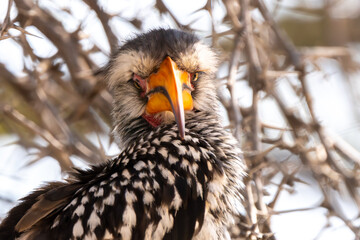 Southern yellow billed hornbill, Kgalagadi Transfrontier Park, South Africa