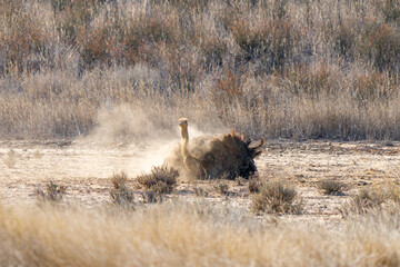 Ostrich in Kgalagadi Transfrontier Park, South Africa