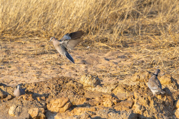 Cape Turtle Dove, in Kgalagadi Transfrontier Park, South Africa