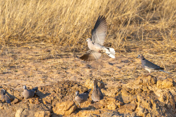 Cape Turtle Dove, in Kgalagadi Transfrontier Park, South Africa