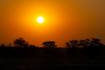 Fototapeta premium Sunset at Kgalagadi Transfrontier Park, South Africa