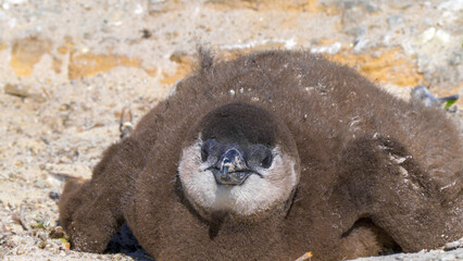 Close up of african penguin chick, Boulders Beach, South Africa © NICOLA