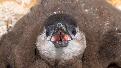 Fototapeta premium Close up of african penguin chick, Boulders Beach, South Africa
