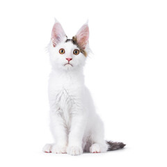 Cute harlequin Maine Coon cat kitten, sitting up facing front. Looking straight to camera. Isolated on a white background.