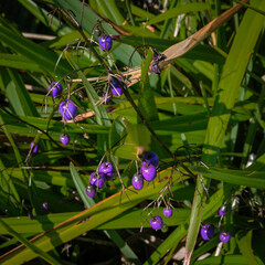 Tasmanian flax-lily berries