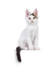 Cute harlequin Maine Coon cat kitten, sitting upfacing front on edge. Looking straight to camera. Isolated on a white background.