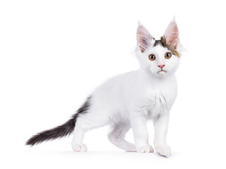 Cute harlequin Maine Coon cat kitten, standing up side ways. Looking straight to camera. Isolated on a white background.