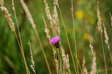 Lesser knapweed flower head growing amongst grasses