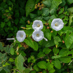 Hedge bindweed flowers and blackberries