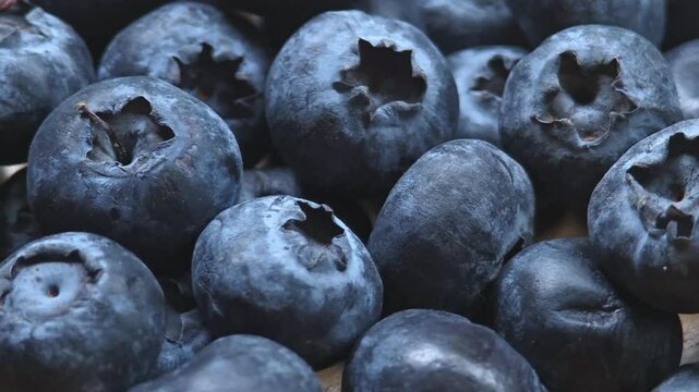 fresh black blueberry