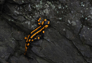 Feuersalamander, Harz