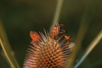 vista macro di un gruppo di cimici asiatiche marroni su un fiore pieno di spine appuntite