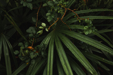 This high-resolution image captures lush, tropical greenery with slender fronds and round leaves adorned with dew, creating a fresh, vibrant scene perfect for nature, botany, and wellness themes.