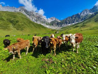 Cows grazing at Blackenalp over Engelberg in the Swiss alps