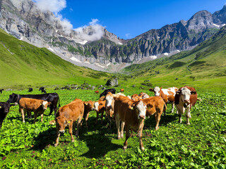 Naklejka premium Cows grazing at Blackenalp over Engelberg in the Swiss alps