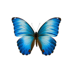 butterfly image without background. Ai generated 