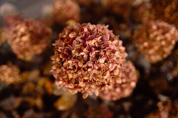 Dry hydrangea flowers close-up. Natural background. Floral texture, poster. Set the trend in champagne color. Selective focus. High quality photo