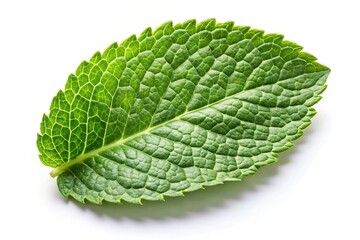 Obraz premium Peppermint leaf isolated on white background, minimalist