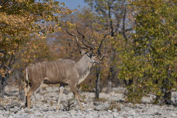 Male Greater Kudu (Tragelaphus strepsiceros) in Etosha National Park, Namibia