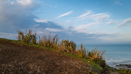 Vegetation on the cliff edge illuminated by golden hour sunlight